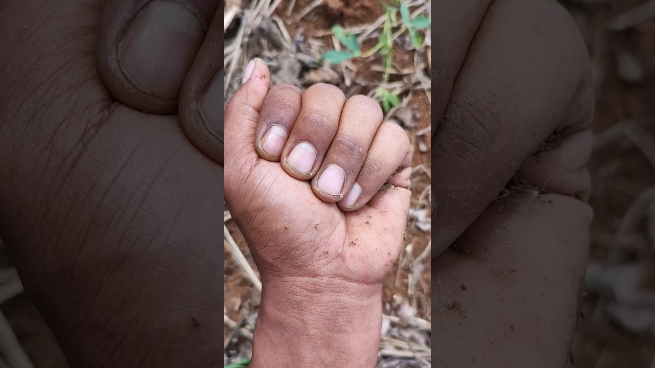 ЭТО НЕ МУРАВЕЙ 