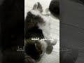 رحت مقهى القطط كات لاونج اشتريت لهم سناك القطة الفرعونيه ماعندها شعر مرا اليفه اكثر قطه اكلتها