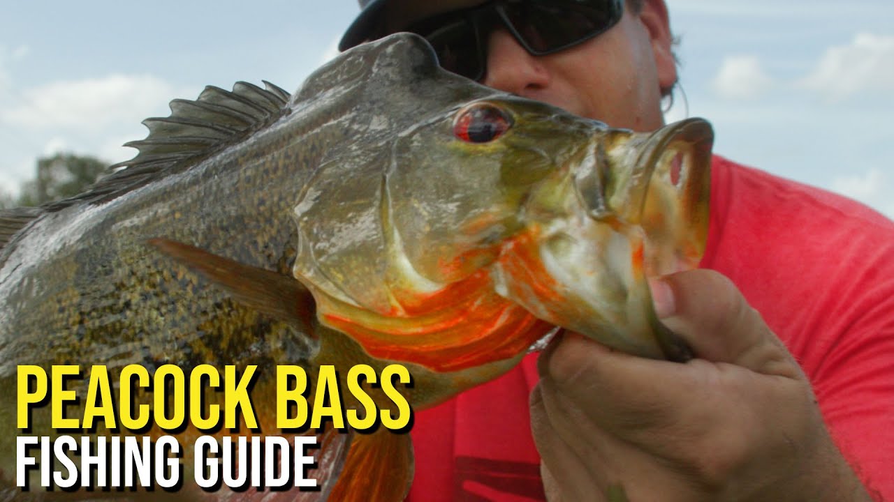 Peacock Bass Fishing Guide 