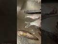 Чем питается щука зимой, не для слабонервных.