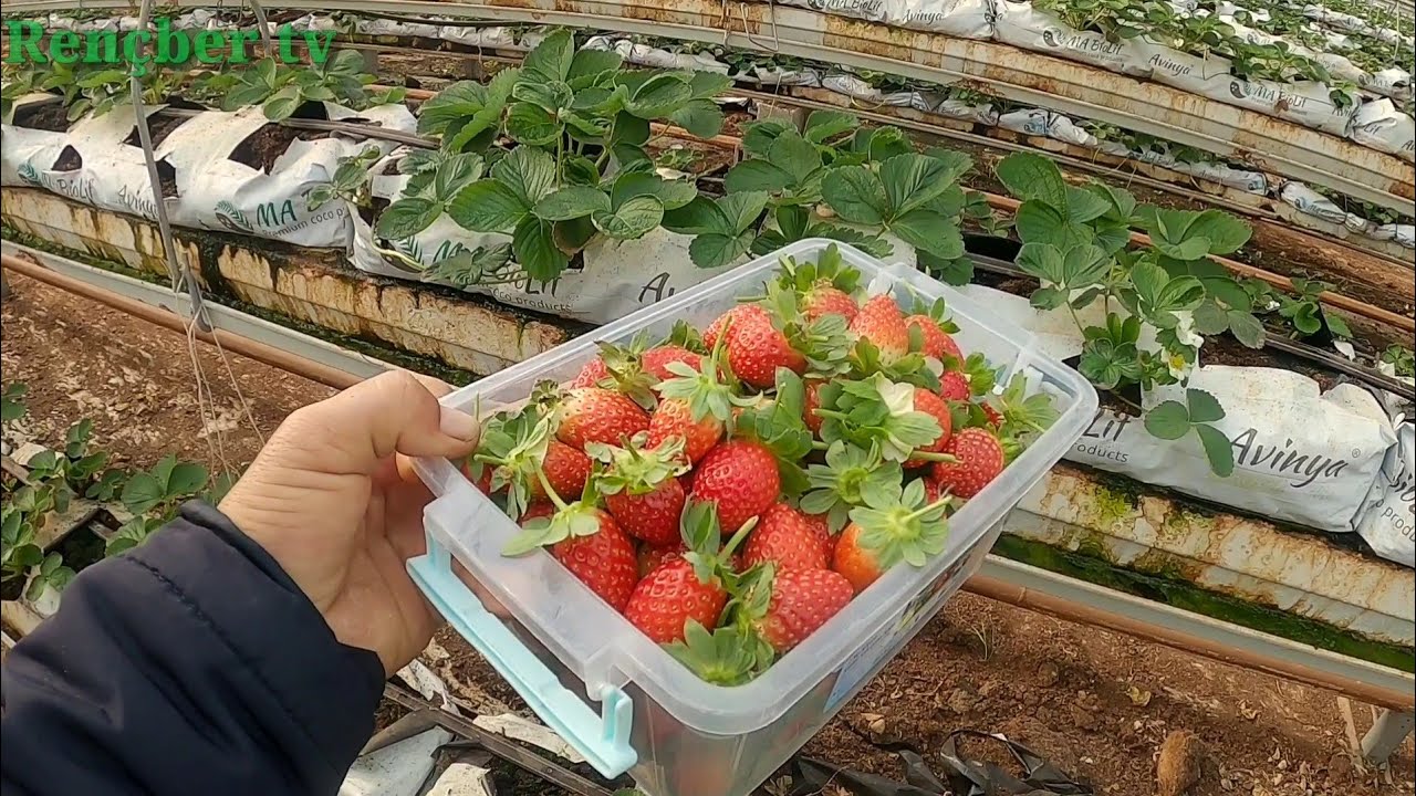 topraksız tarım  çilek yetiştiriciliği 60. gün  Alifakı köyü Tarsus Mersin