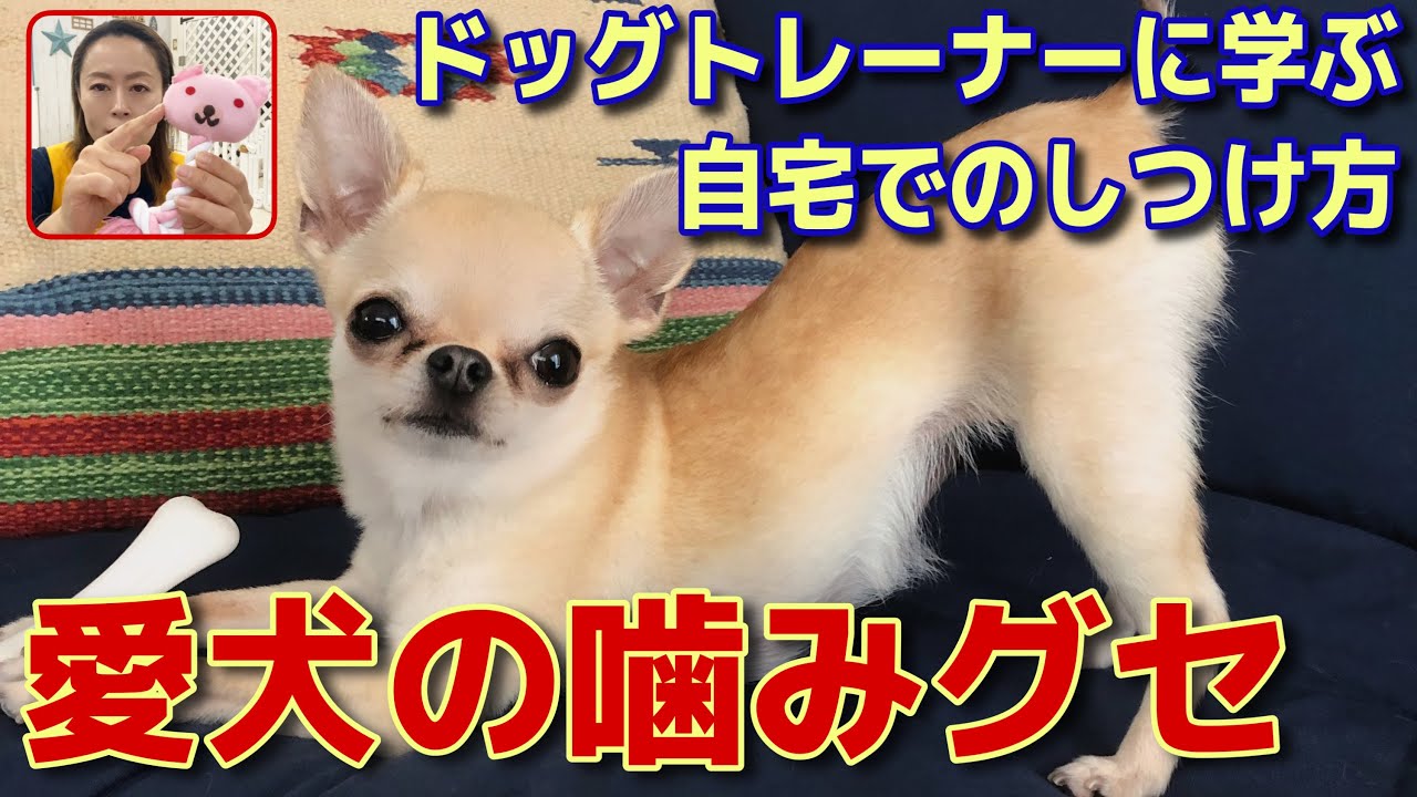 犬のしつけ 噛み癖 破壊がひどくてお悩みの飼い主様必見 111 Youtube