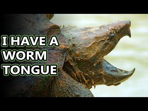 Snapping Turtle facts: also alligator vs common snapping turtle | Animal Fact Files