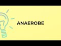 What is the meaning of the word ANAEROBE?