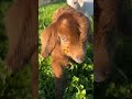 27-aprel, 2026 #animals muttichalar🥰