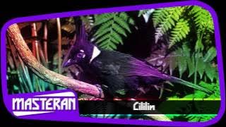 SUARA MASTERAN - Ocehan Burung Cililin The Best 23
