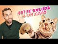 5 formas de ACERCARTE y SALUDAR A UN GATO (lo conozcas o no) 👋😻 | Cómo ganarte la amistad de un gato