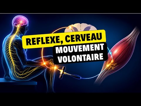 Les arguments en Neurologie - Révisions BAC spé SVT