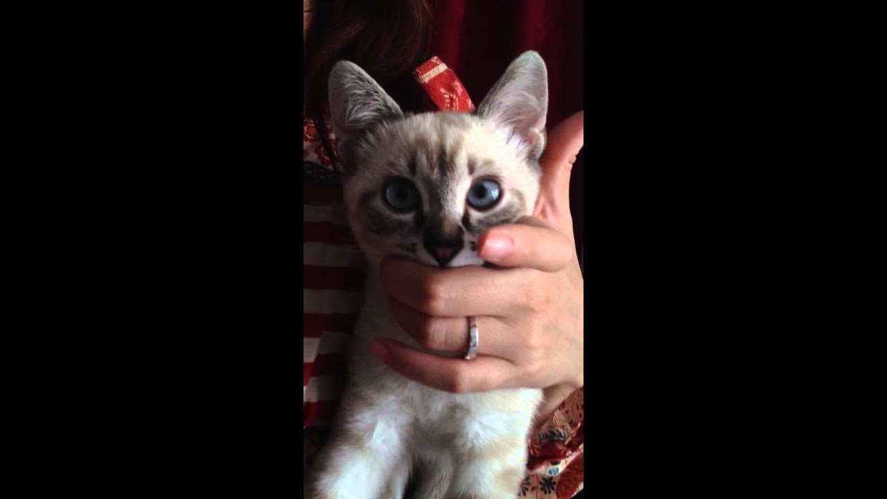 Simba the suprise Cat suckles my Finger and Air and Simba the suprise Cat suckles my Finger and Air and