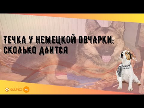 Течка у немецкой овчарки: сколько длится