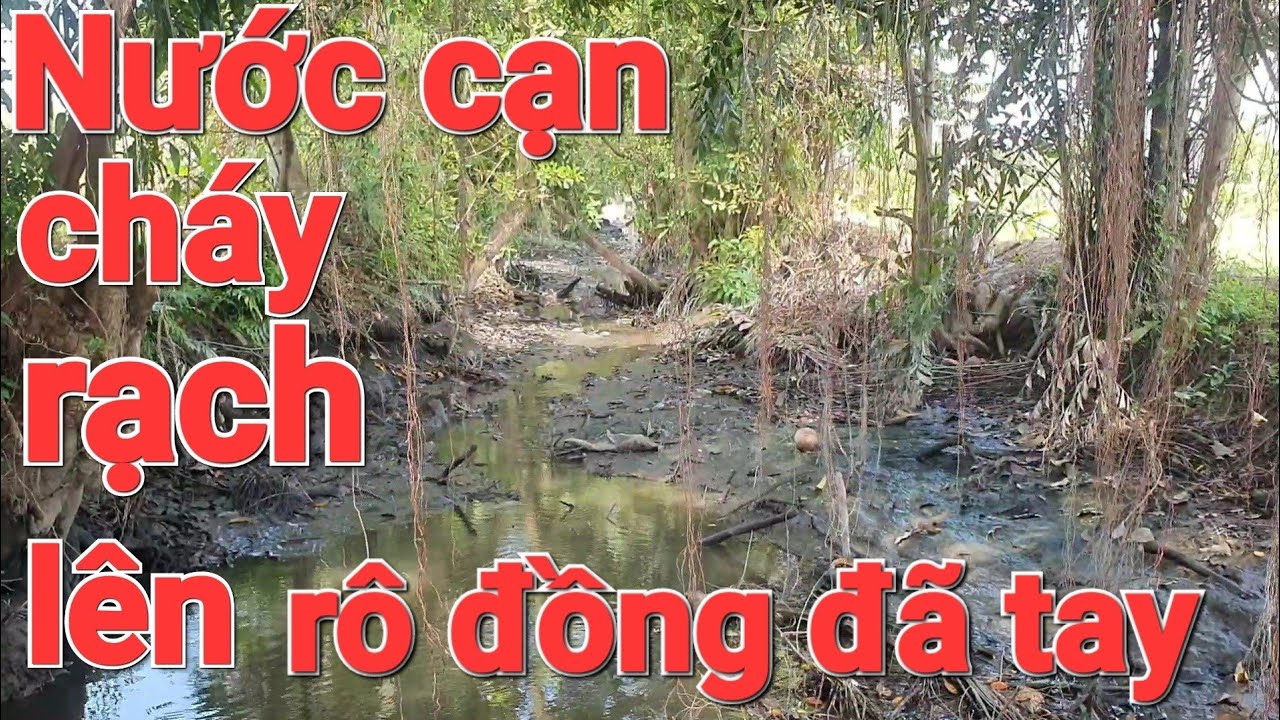 Câu Cá Rô Trê/ Đụng rô đồng ngây ụ lúc nước cạn cháy đói mồi thả suống là Lụm.