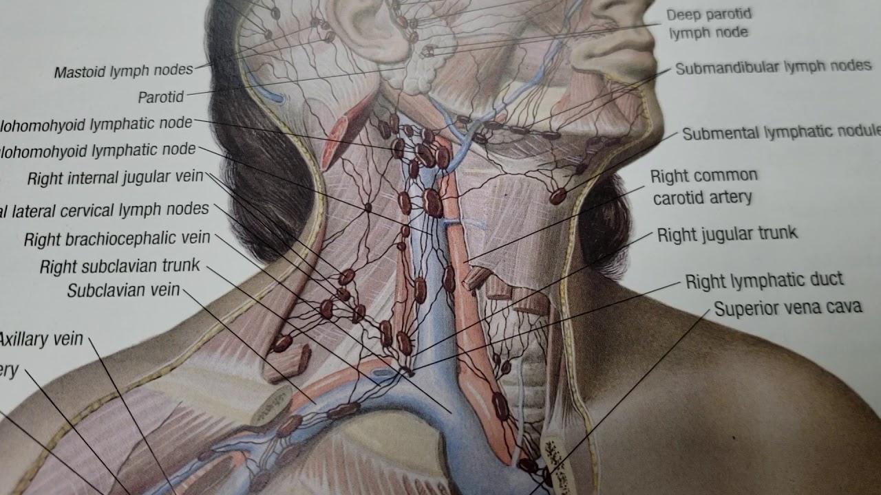 Chiropractic Adjustments and the Lymph Nodes in the Neck ...