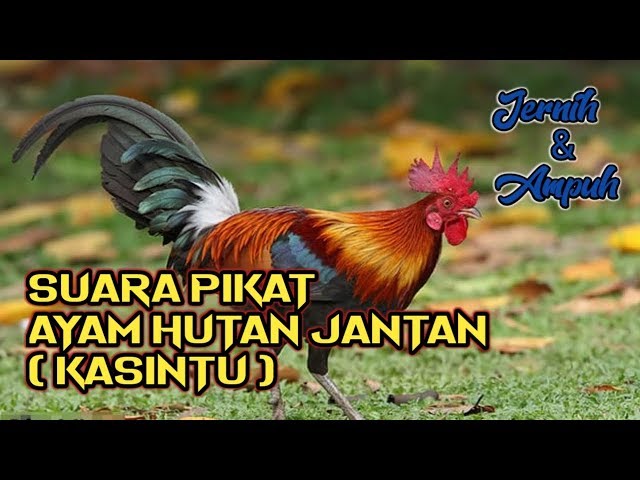 Suara Pikat Ayam Hutan Jantan ( Kasintu) | Jernih & Ampuh class=