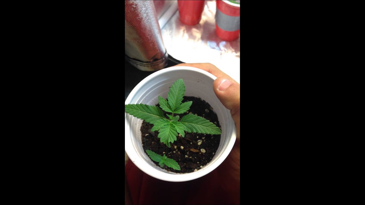 Getting ready for the outdoors grow  2015 ftb female