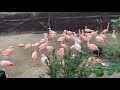 April 26 - Chilean Flamingos