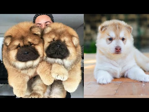 Vídeo: Os Cachorros Mais Lindos