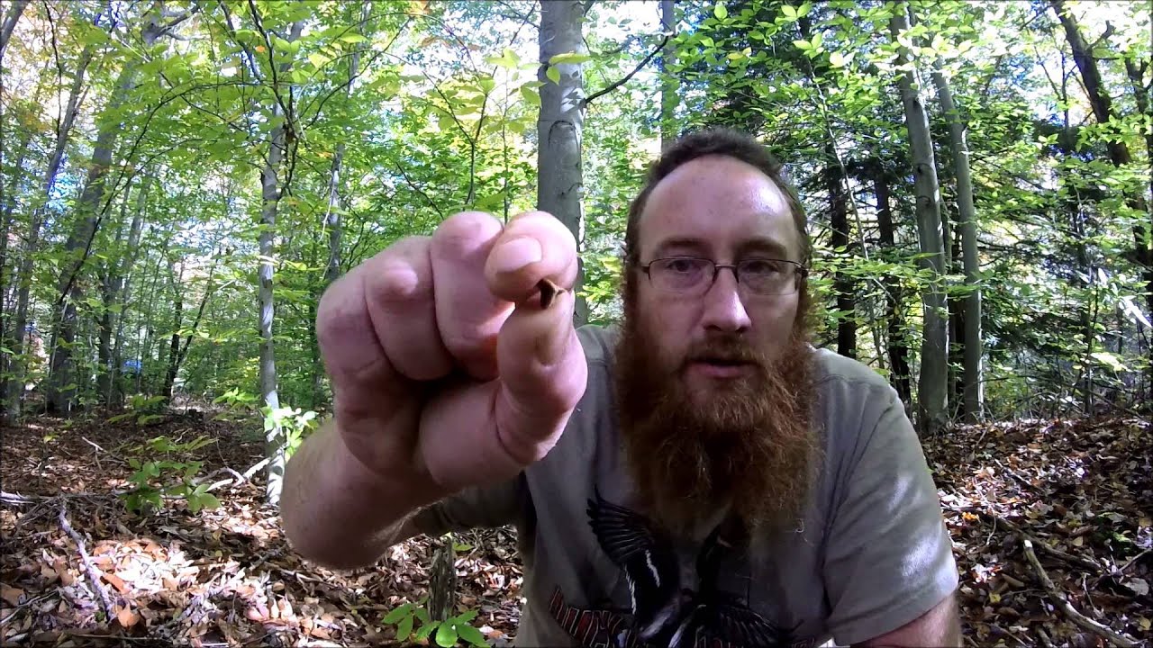 Episode 34 Wild Edibles Beech Nuts YouTube