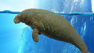 Extinct: Steller's Sea Cow