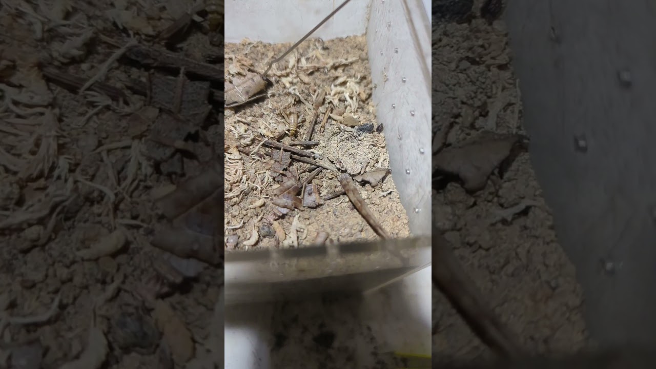 Spiny Trapdoor Spider feeding/7 (idiosoma rhaphiduca) 