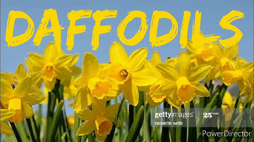 class 8th DAFFODILS ( part -2)