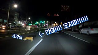 [Road Cam i30] 운전한지 3년만에 처음으로 로드킬을 했습니다....