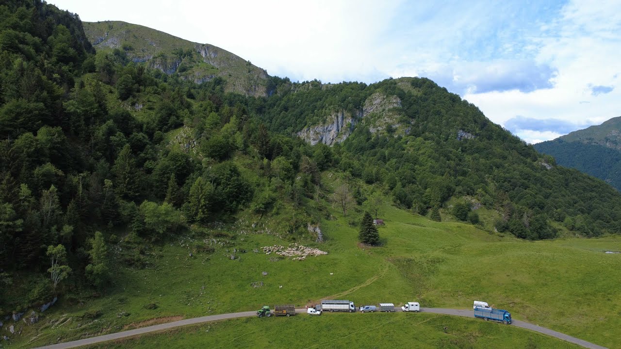 Transhumance brebis 2025