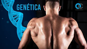 ¿Cómo influye la genética en la masa muscular?