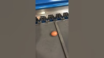 Good Quality Duck Egg Classifier Grading Eggs by Weight Egg Sorting Machine #machine