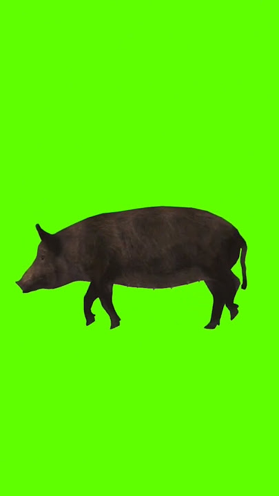 green screen babi hutan🤗free no copyright #shorts #greenscreen #hewan #babihutan #nocopyright