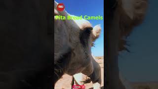 Pita Bread Camels / ابل الكماج