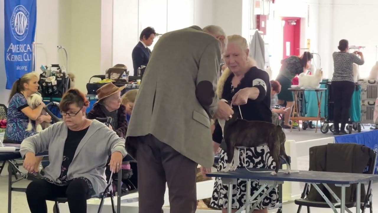 2026–02-18 Boston Terrier Breed Judging Day 1 North FL Cluster Okaloosa Kennel Club Tallahassee FL