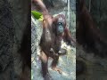 Red ape with baby