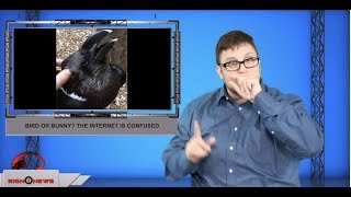 Celebrity Bird or bunny? The internet is confused (ASL - 8.22.19) Wealth