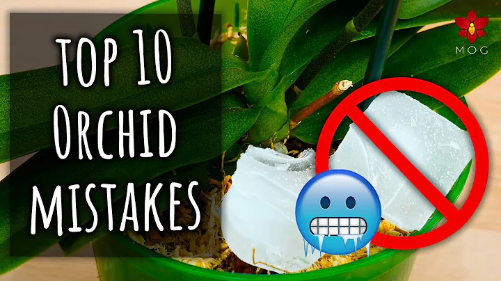 Top 10 Mistakes you didn't know you were making! - Orchid Care for Beginners - DayDayNews