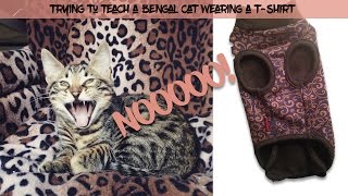 Попытка научить бенгальского кота к футболке / Trying to teach a Bengal cat walking in a T-shirt Попытка научить бенгальского кота к футболке / Trying to teach a Bengal cat walking in a T-shirt