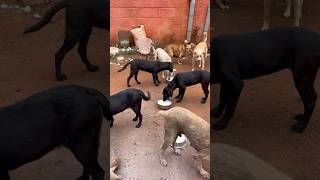 Morning feeding #youtubeshorts #shorts #shortsfeed #viral #viralshorts #trending #trendingshorts