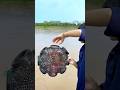 Lungs  fishing method with black scuttlepart2 youtubeshorts viral fishing best