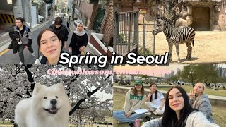 [VLOG🌸] Цветение сакуры в Корее/ поход в горы с классом/ пикник на Хангане/ Зоопарк