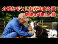 【奇跡の4年2ヵ月】ヤギの日に生まれた歩けない介護ヤギ「うしお」が生きた証 2024年5月10日 手作りヤギ牧場 goat farm 吉がけ牧場