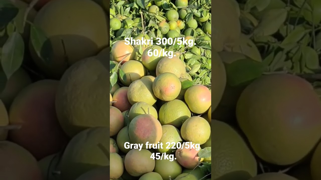 fruit rate in Multan Sabzi mandi October 8, 2022 