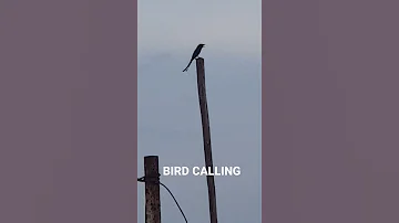 Solitary Bird Humming
