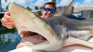 We ATE a SHARK! Catch Clean Cook -Blacktip Shark from BEACH