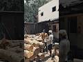 In Pursuit of a Unique Form ! #shorts #youtubeshorts #ytshorts #woodworking #viral #reels #artist
