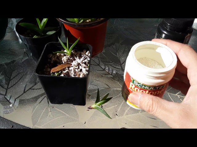 How to take care of Aloe plants without roots & how to encourage new  healthy growth - YouTube