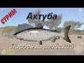 Русская Рыбалка 4 Ахтуба Лосось каспийский - стрим 2021.05.15/ Jurassic2