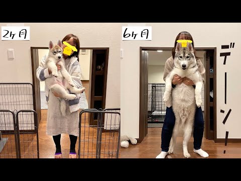 シベリアンハスキーの成長をまとめてみた!【子犬】【ハスキー】
