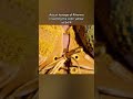 Rihanna invented yellow - Savage x Fenty Vol 4 #shorts | Prime Video
