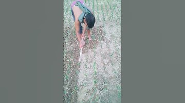 Weeding and hoeing of onions started.। onion farming shorts video। shorts video।