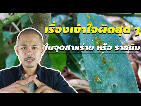 วีดีโอ: การรักษาสนิมแอปริคอต: วิธีจัดการแอปริคอตด้วยเชื้อราสนิม