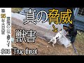 獣害　「真の脅威」　#95 山暮らし / 田舎暮らし / 開拓 / 古民家再生 / DIY